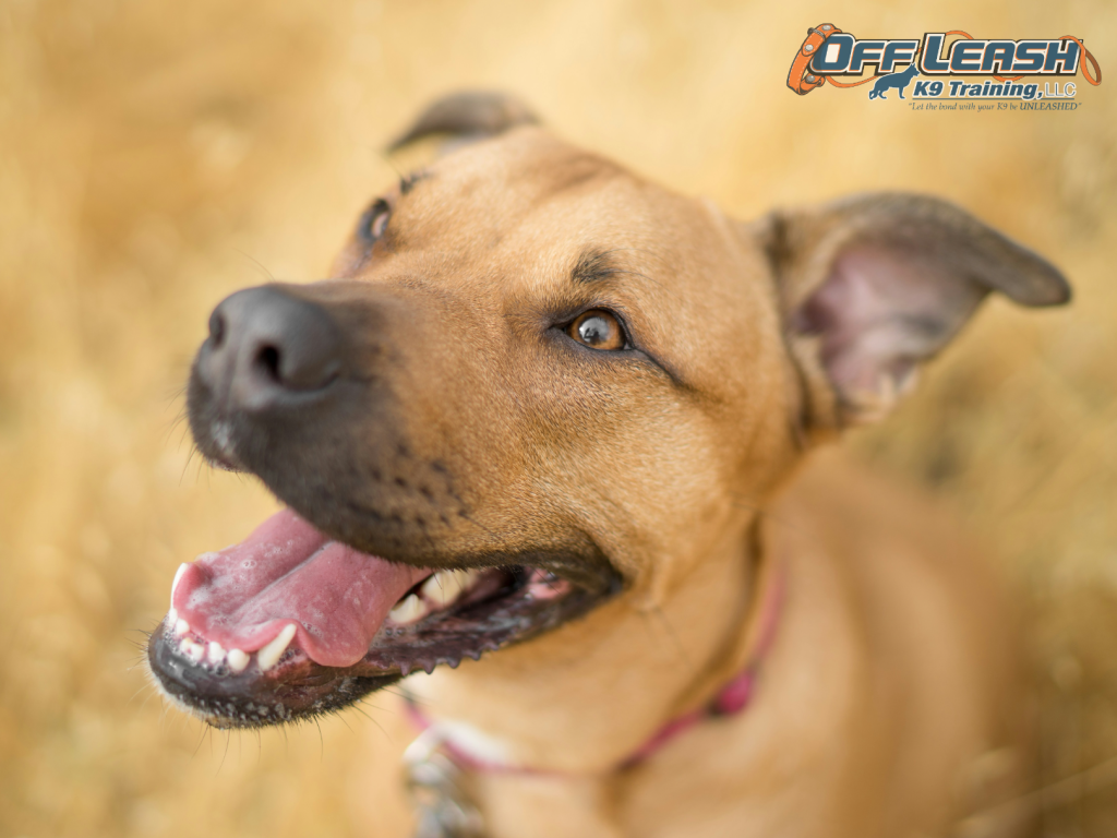 The Ultimate Guide to Microchipping Your Dog Ensuring Safety, Security