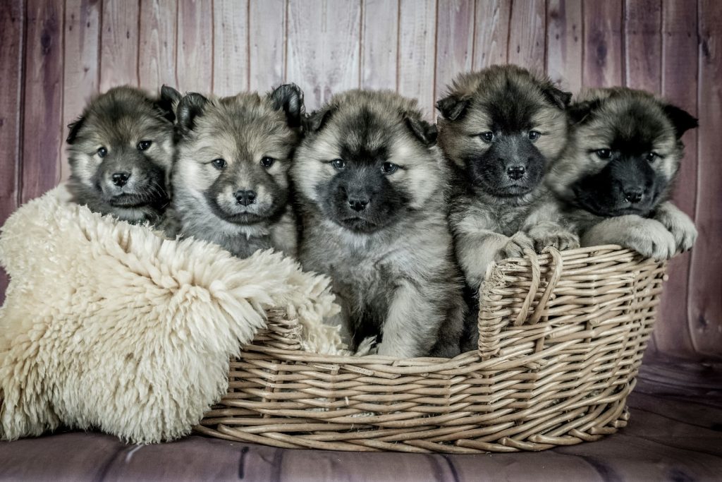 Understanding Littermate Syndrome Preventing CoDependency and