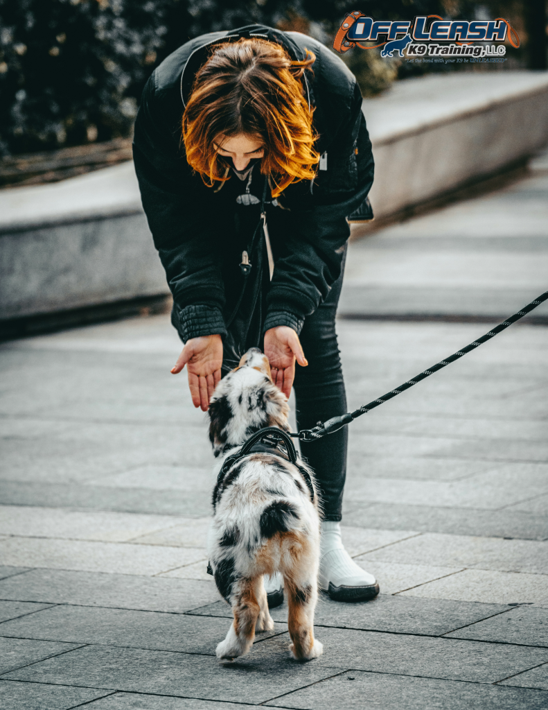 Setting Boundaries Protecting Your Pup from Unwanted Attention Off