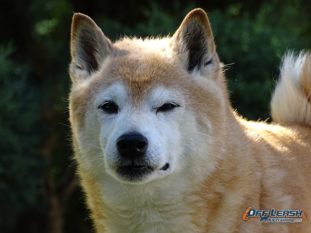Enhancing Canine Wellness The Power of Acupuncture Off Leash K9