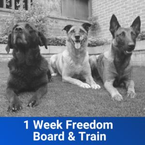 1 Week Freedom Board and Train